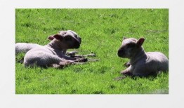 小羊爆料最新视频下载,精彩瞬间不容错过！